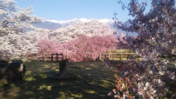 桜風景（１） dogさん