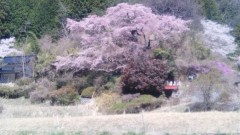 桜風景（１）