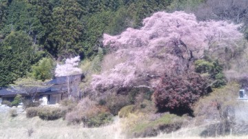桜風景（２） dogさん