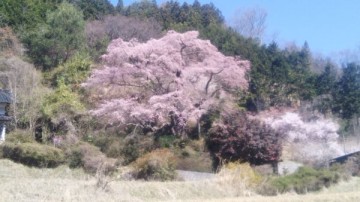 桜風景（３） dogさん