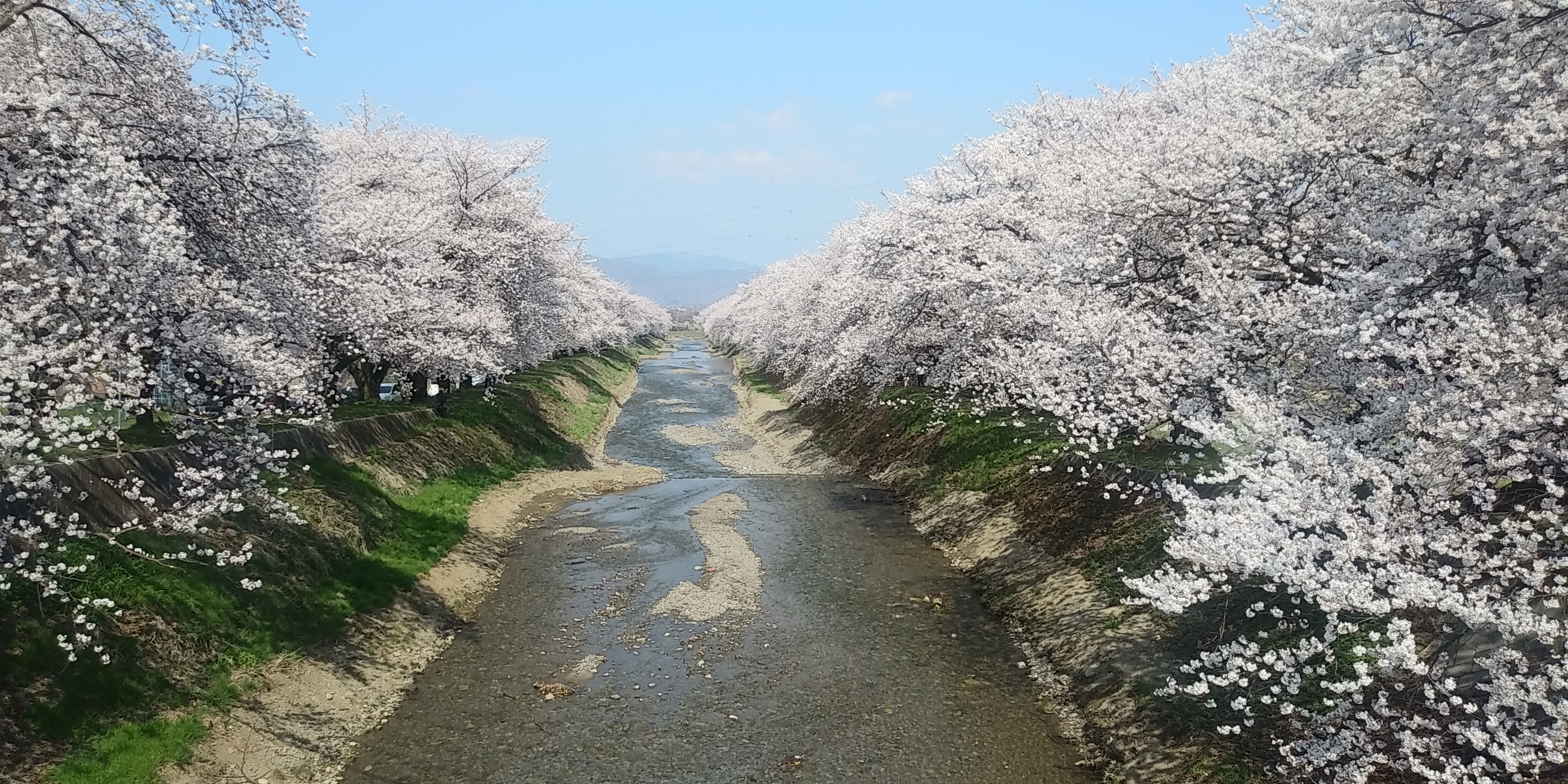 黒沢川の桜並木（くろさわがわのさくらなみき）[長野県]の口コミ・アクセス情報・地図 | 日産ドライブナビ