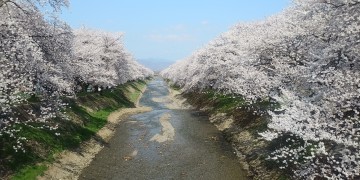 黒沢川の桜並木