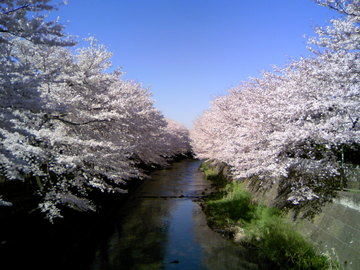 川沿いのサイクリングコースの桜並木 ｂｂｂさん