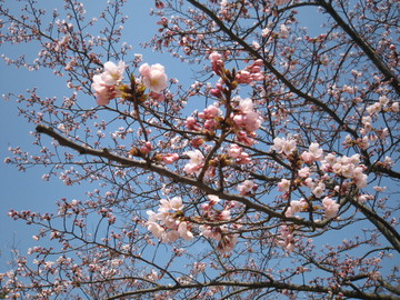 桜の木も沢山で圧巻。 RINGさん