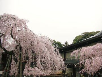 隣にも小ぶりながら立派な枝垂れ桜があります やぁちゃんさん
