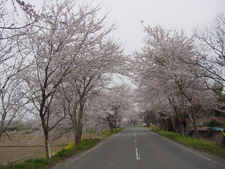 南方町の千本桜