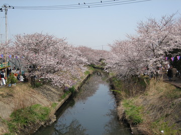 川の両脇に桜が立ち並んでいます。屋台も出るので、色々と食べながら桜を見ることが出来ます。 ふなっこさん