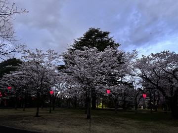 夜桜が素敵 みどりさん