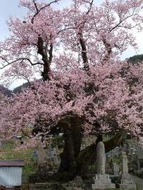 高島市マキノ町　清水の桜