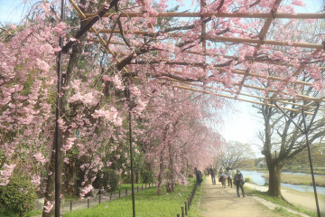 枝垂れ桜が美しい ふみさん