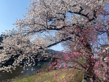 宮川沿いの桜が素敵 趣味はドライブ、釣りさん