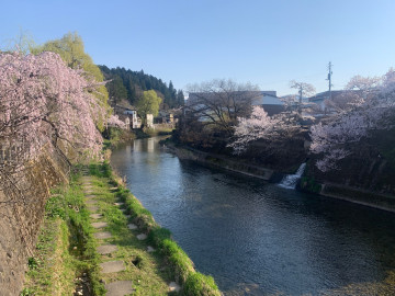 宮川沿いの桜が素敵 趣味はドライブ、釣りさん