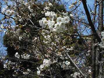 若桜は既に満開。ソメイヨシノはまだヨ 青木　崇さん