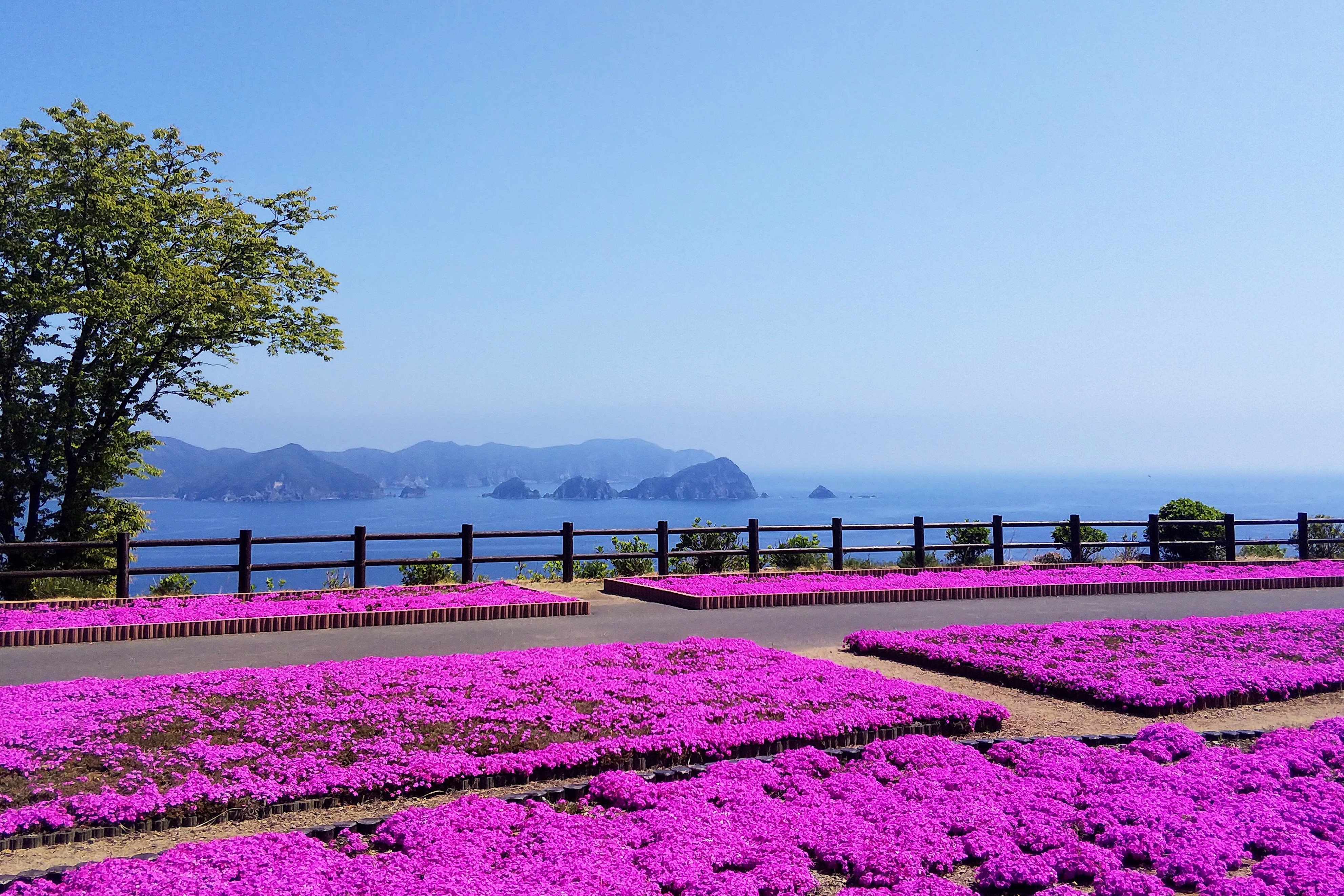 芝桜の開花時期が一番のオススメ！！