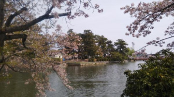 桜風景（１） blueさん