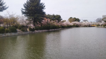 桜風景（２） blueさん