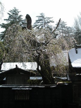 2004年5月3日には満開の桜に雪が降りました うぃうぃさん