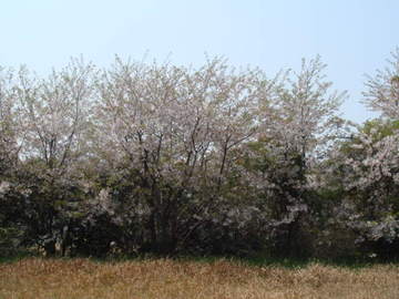 上の広場にも桜が咲いて綺麗です annkoさん