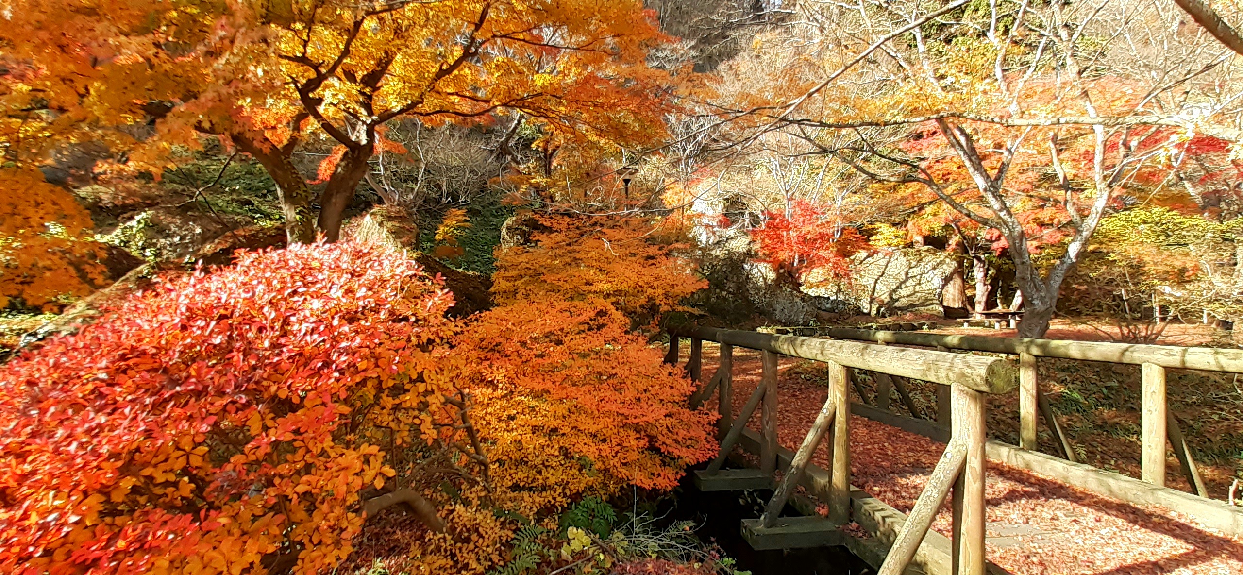 クレヨンのような紅葉狩りですね～