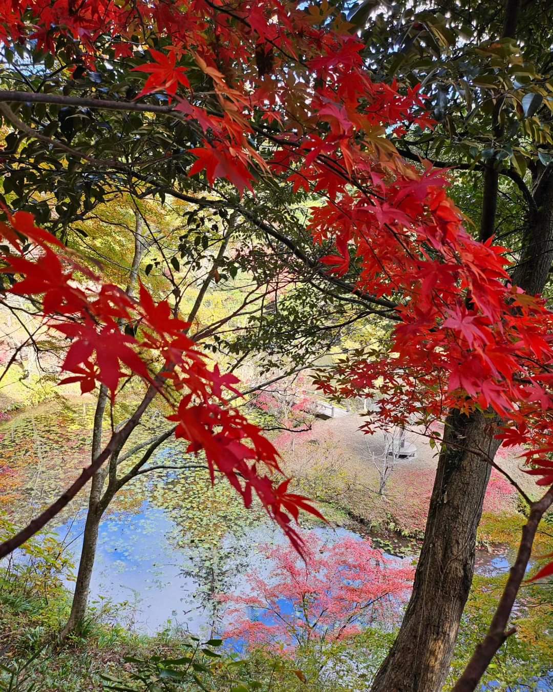 小松寺_水に映るもみじの紅葉