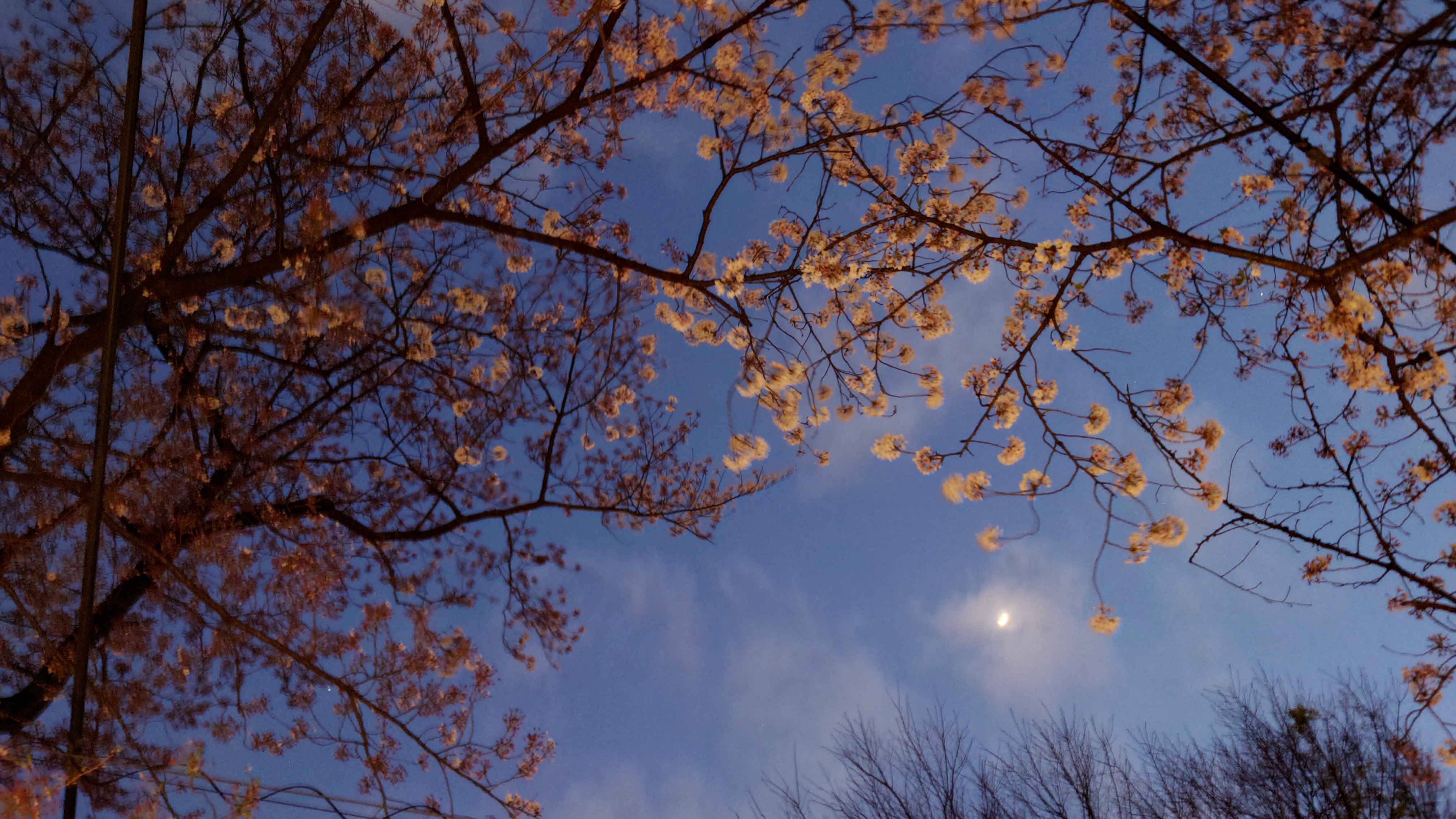 夜桜