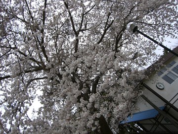 樹齢を重ねた木に咲き誇る満開の桜はみものです どうさんさん