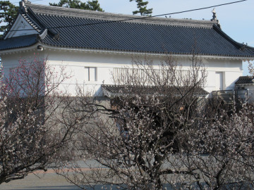 梅の花咲く小田原城銅門 あきクマさん