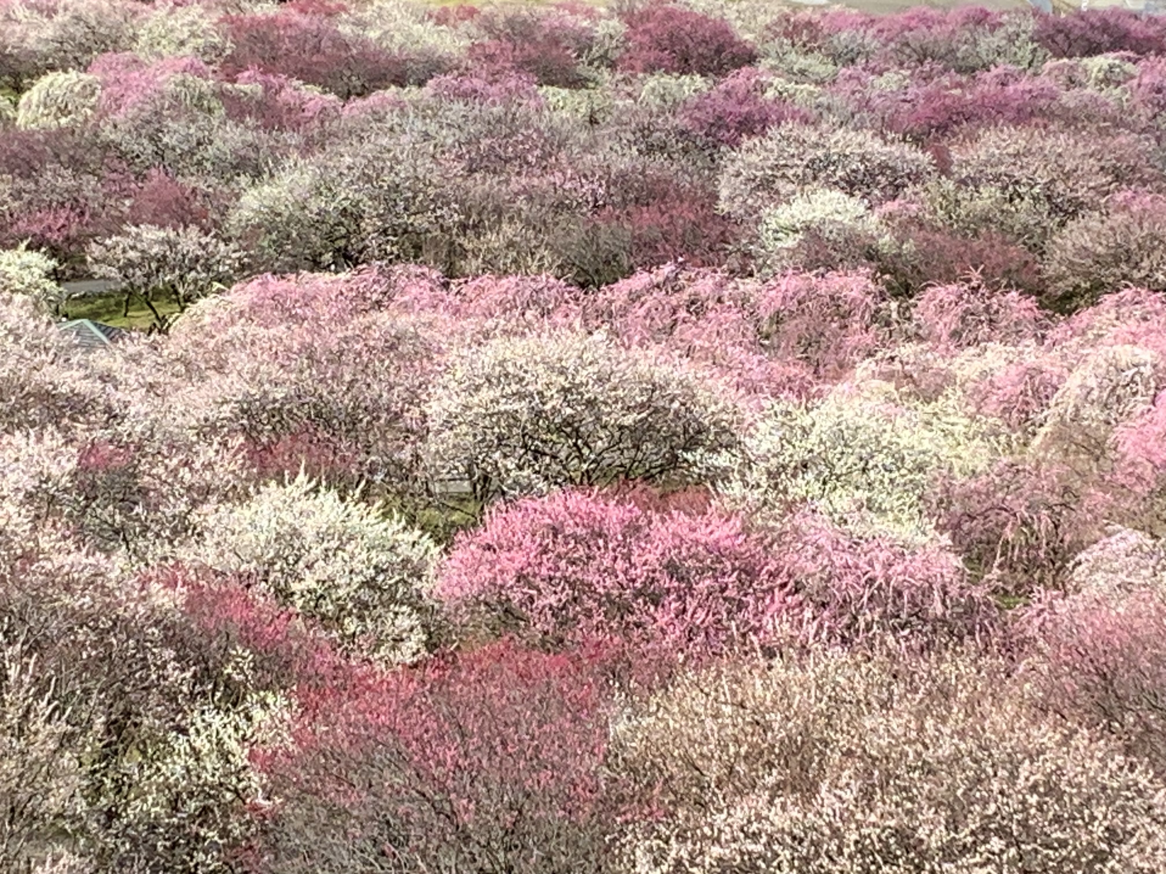 梅の花らんまん