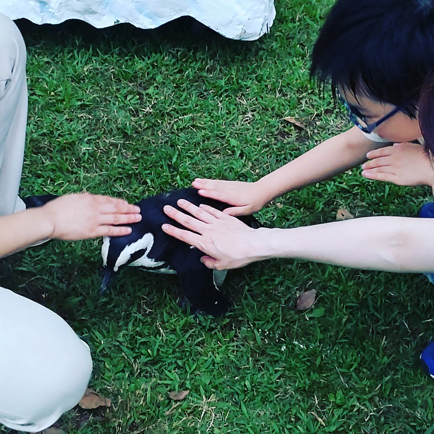 珍しい動物を側で見ることが出来てイベントで触れる！ チキンさん