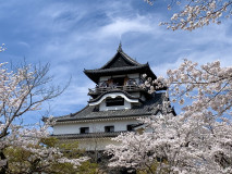 桜が彩る　国宝 犬山城