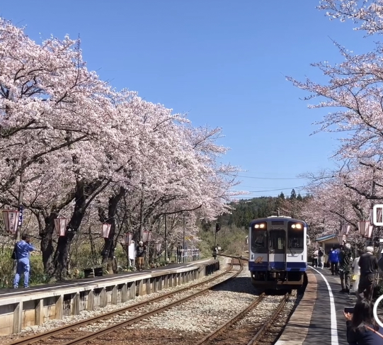 桜満開　能登さくら駅