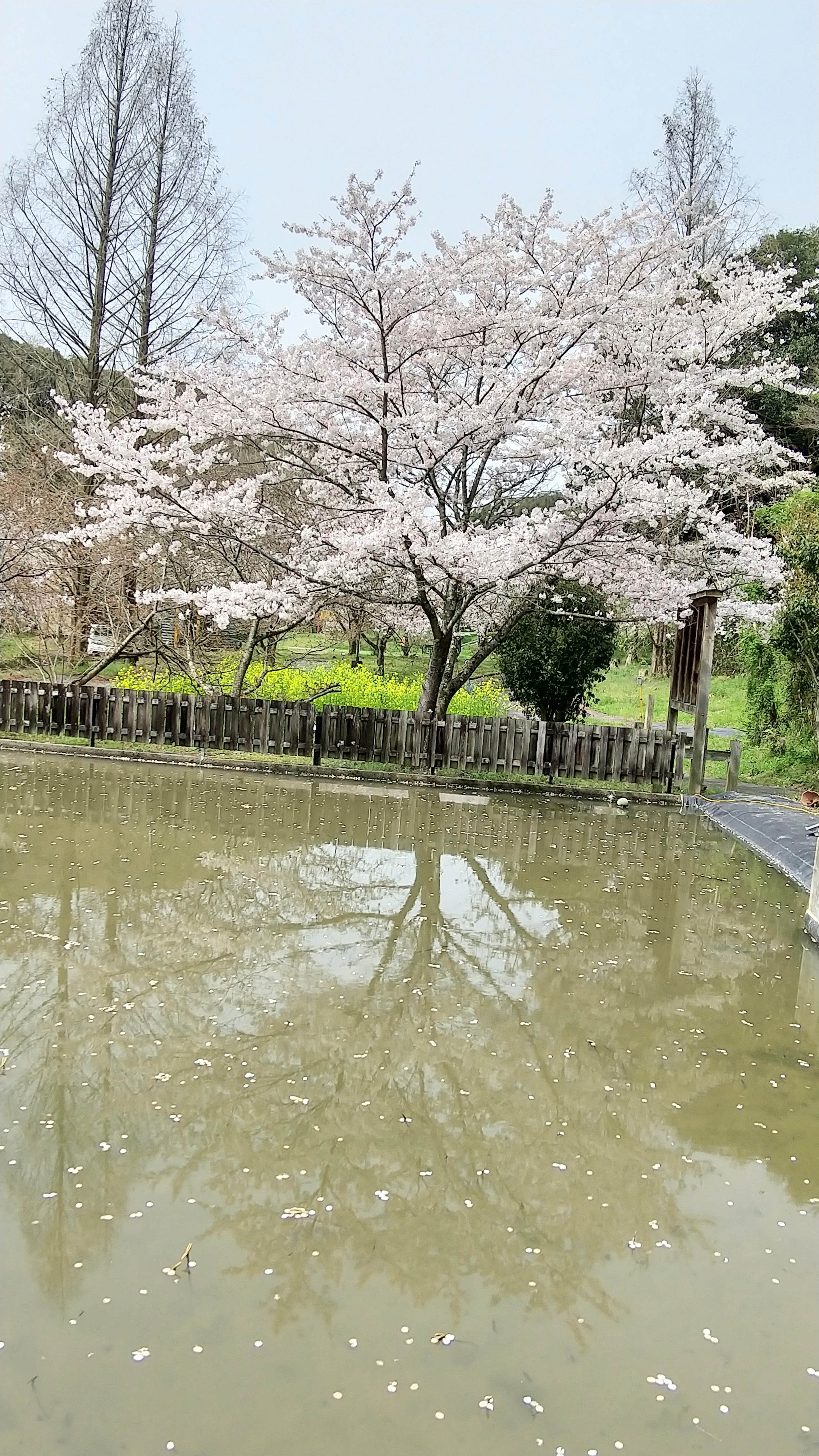 逆さ桜