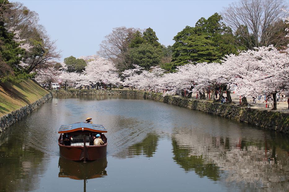 桜が綺麗 ひこにゃんさん