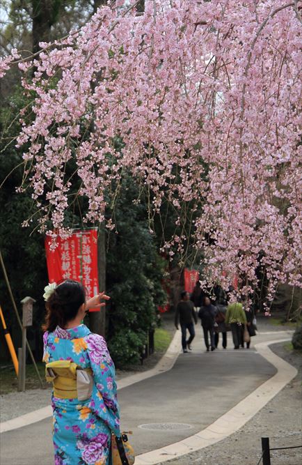 桜が綺麗 たけさん