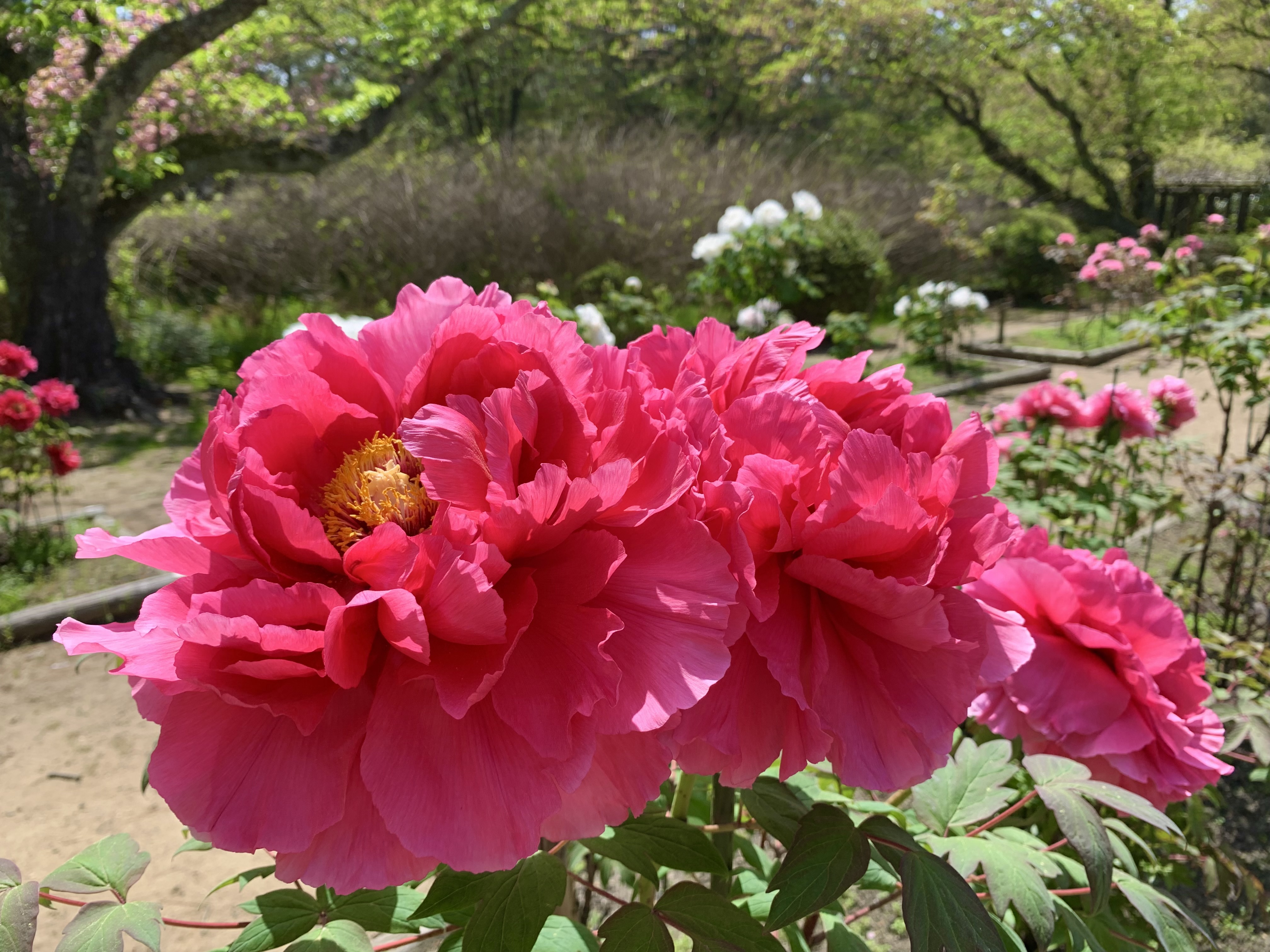 大輪の花が お出迎え ゆめのかいちごさん