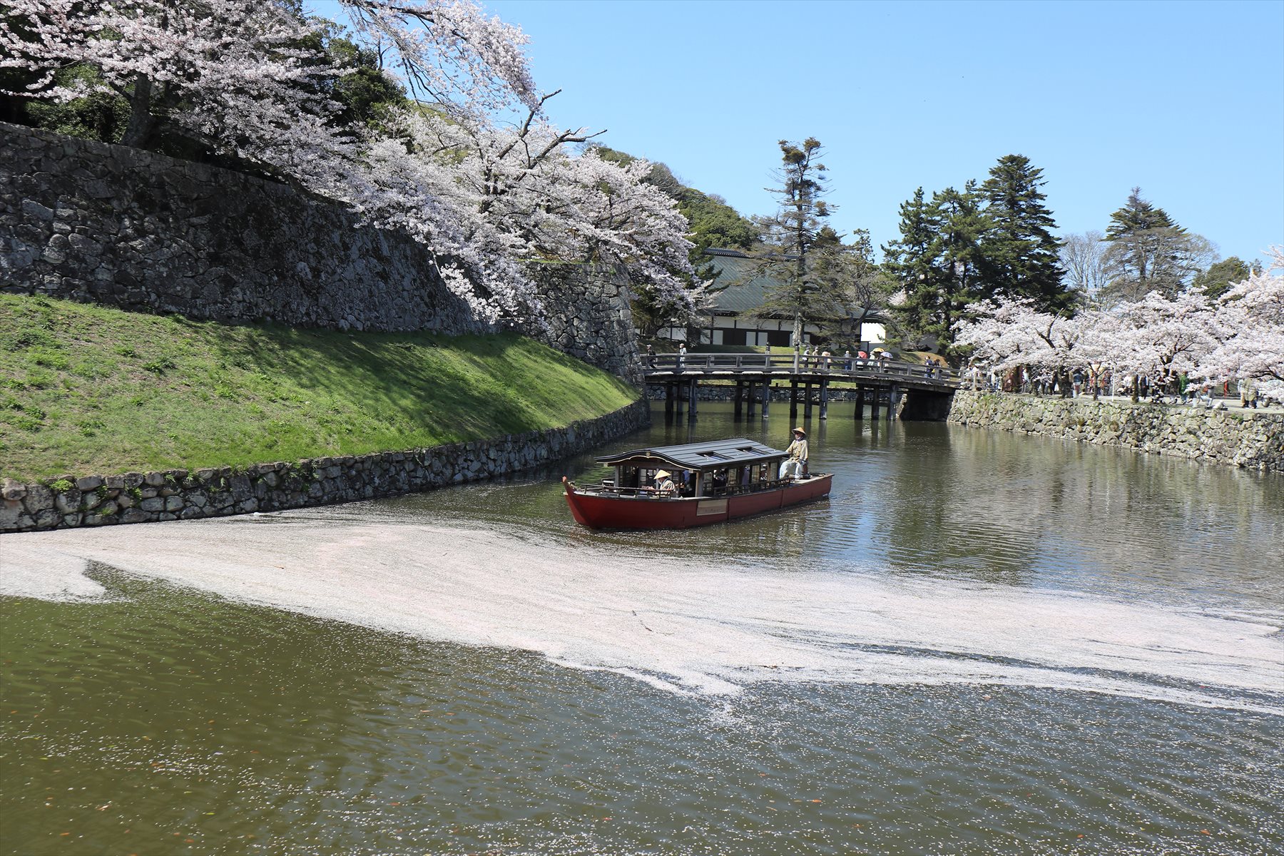 桜が綺麗 シャアさん