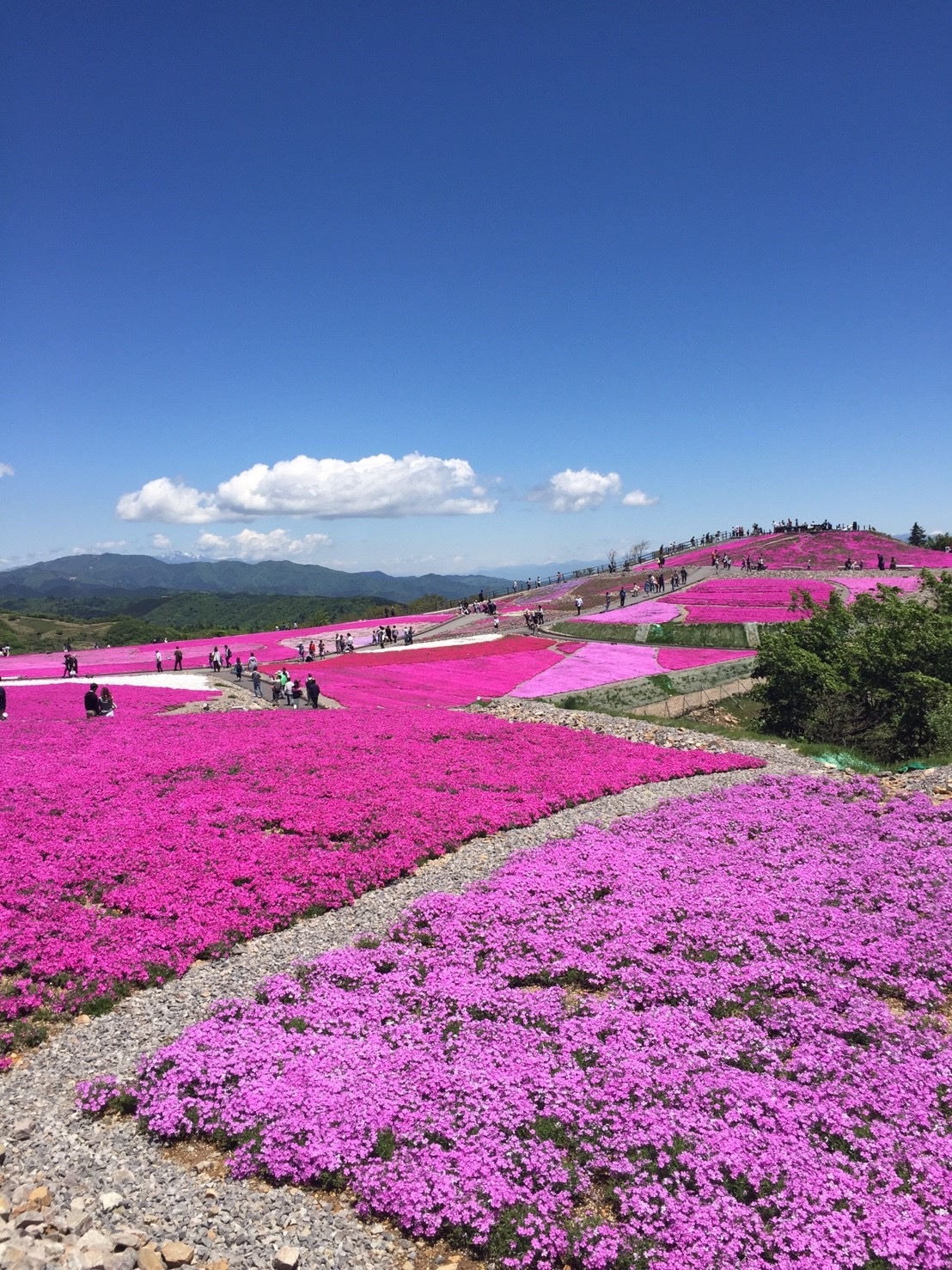 茶臼山高原芝桜の丘