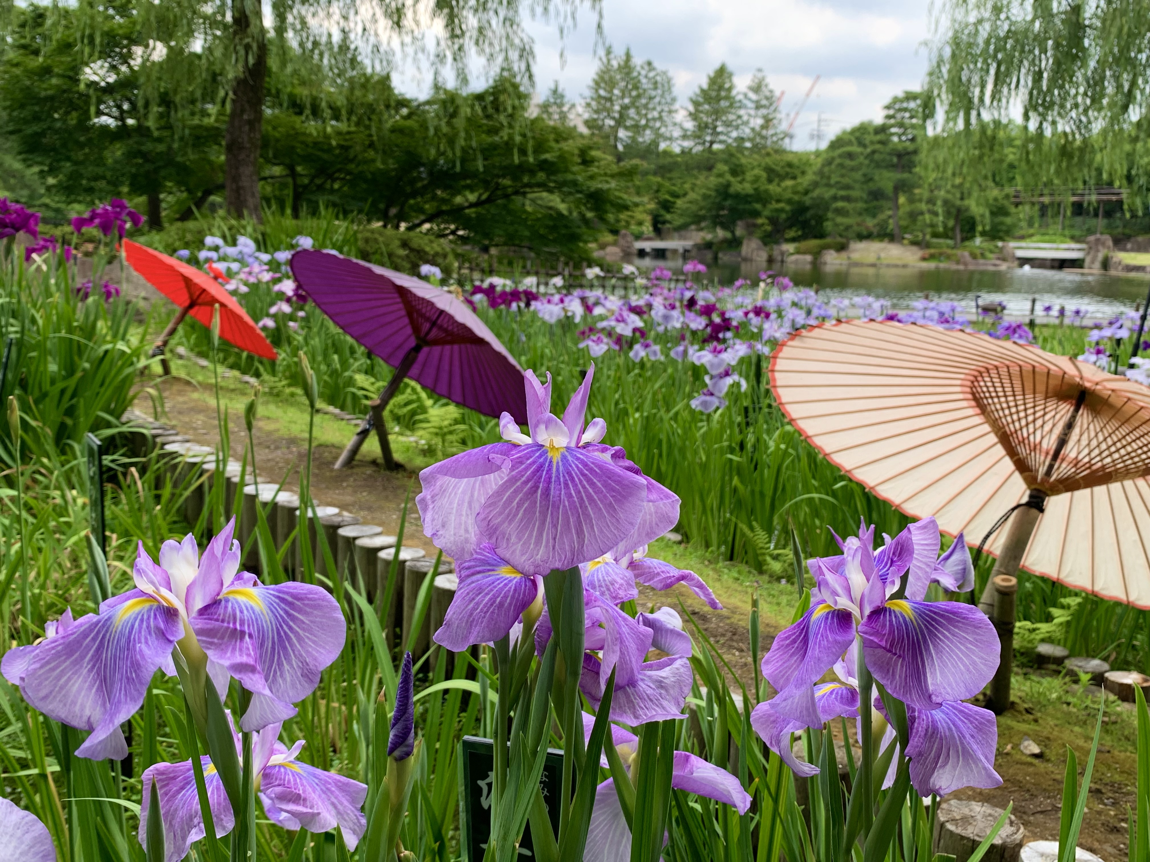 菖蒲田