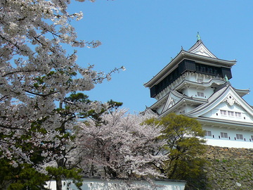 小倉城と桜。 苺子さん