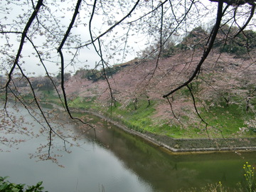 水面に写る桜が美しい じゅんさん