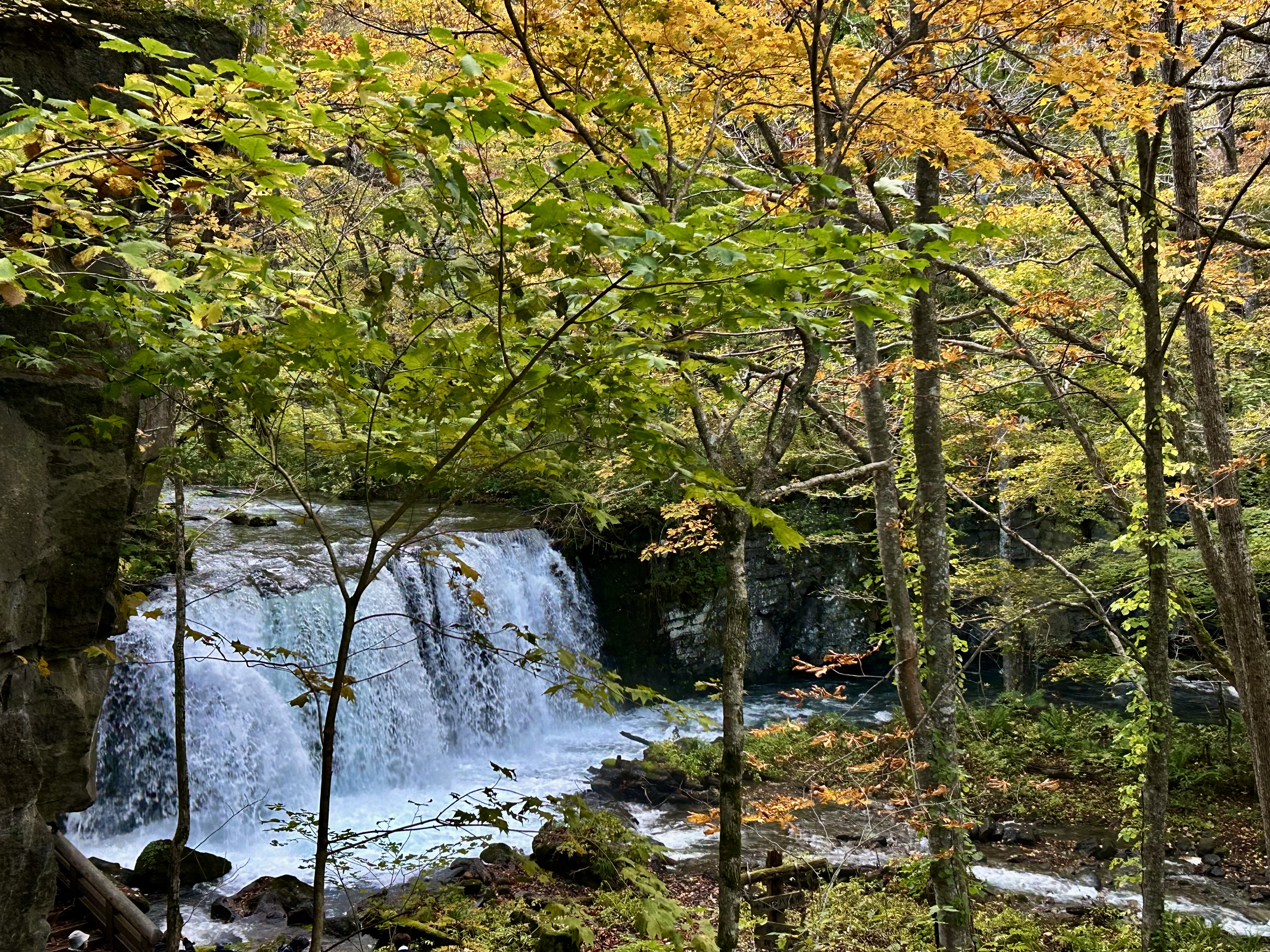 Wonderful autumn foliage