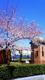 桜が咲き始めました！ まーびりんさん
