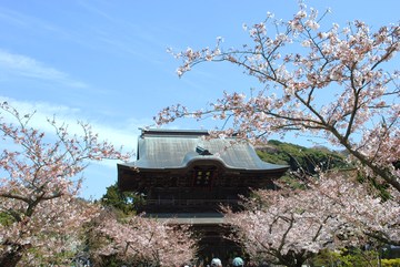 満開の桜と山門が美しい！ NekoGieさん