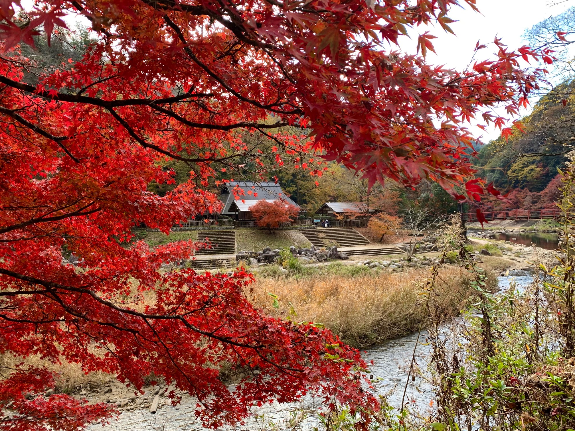 燃える紅葉