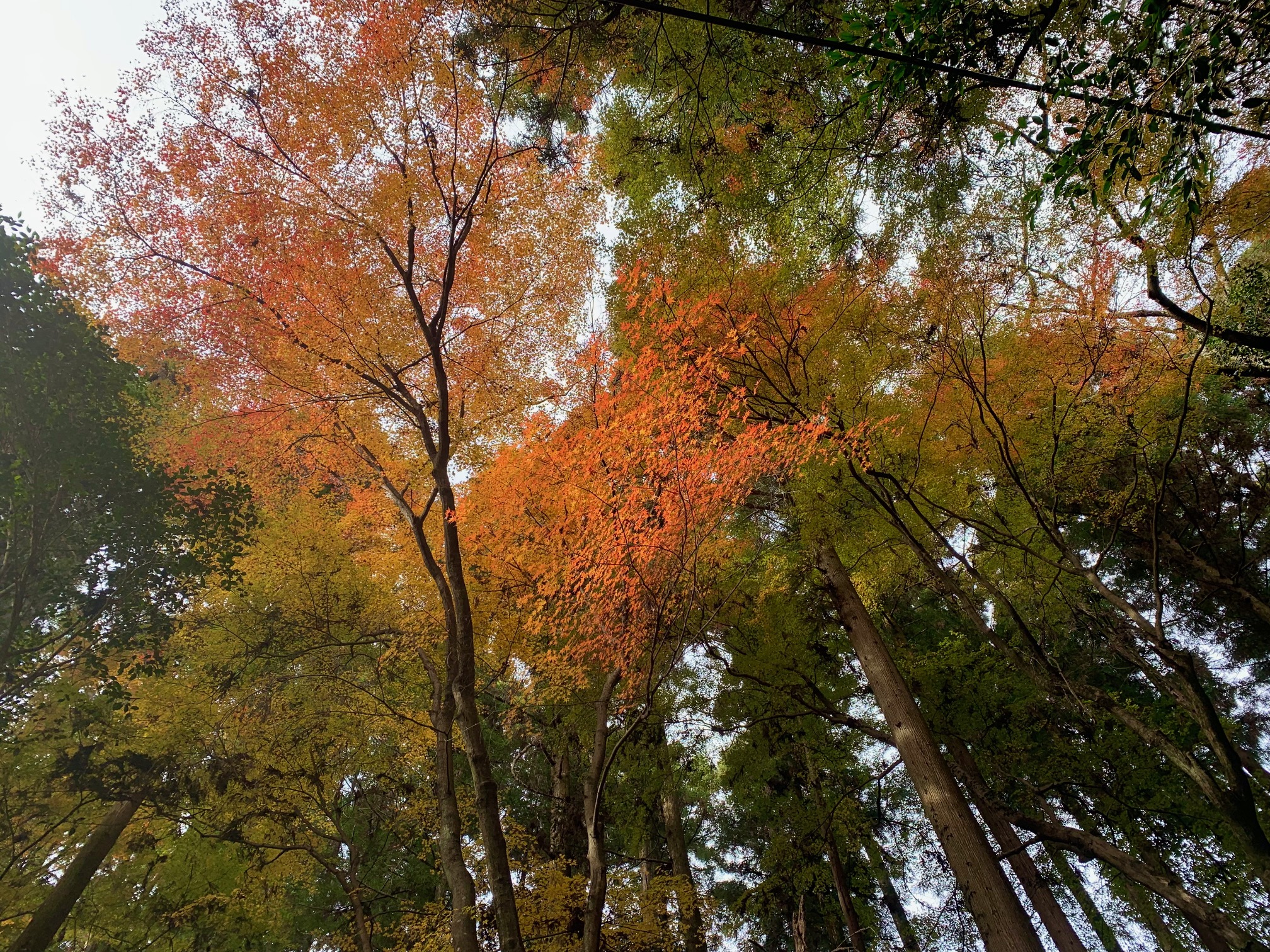 空を見上げると