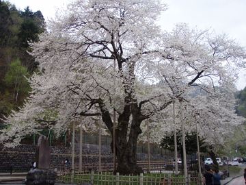 大きな桜の木です haruさん