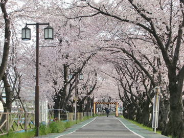 爽やかな風を感じながら歩ける桜のトンネル♪ はまちゃんさん