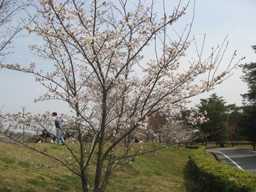 桜の木々と広さが魅力の砂川公園。バーベキューも楽しめます。 FDさん