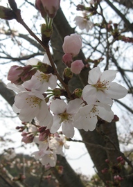 まだつぼみの状態も多く、もうしばらく桜が楽しめそうです。 FDさん