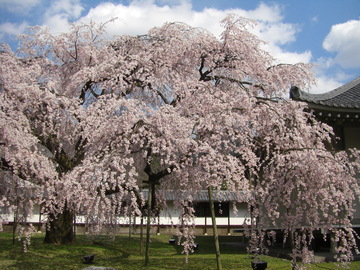 霊宝館の枝垂桜。写真１枚に収まらない大きさ！ やぁちゃんさん